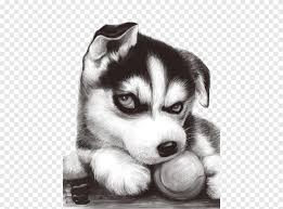 Hd00:22cute husky dog with beautiful eyes peacefully looking at the waves on the beach. Black And White Siberian Husky Illustration Siberian Husky T Shirt Puppy Jd Com Taobao Blue Eyed Husky Blue White Png Pngegg