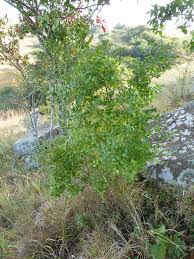 Image result for Cassinopsis ilicifolia