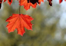 Acer rubrum 'red sunset' red maple: Autumn Flame Maple Lovetoknow