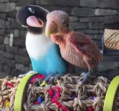 Bird With No Feathers Bird Lost Feathers Due To Rare Contagious Disease But Now There S Someone Always Beside Her Ntd Inspired Animals Beautiful Cute Birds Funny Parrots
