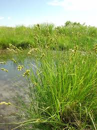 Image result for Scoparia