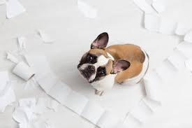 Why Does My Dog Eat Paper Cuteness