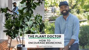 Pruning rubber plants it a good way to encourage fresh foliage, pruning is best done in late spring or early summer as they recover faster. How To Encourage Branching The Plant Doctor Youtube