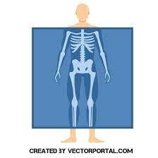 X Ray Body Scan Vector Image Vector Free Vector Images Free Vector Images