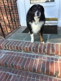 Australian Shepherd Black And White And Brown Adorable Dog Australian Shepherd Black White And Brown Dogs Cute Dogs Australian Shepherd