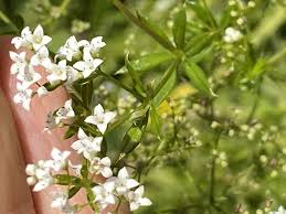 Image result for Galium scabrellum