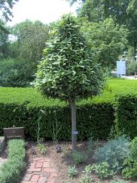 Images Of Trees In Landscape Design Bay Laurel Tree Garden Landscaping Ideas Free Landscape Design Landscape Design Garden Design Free Landscape Design
