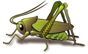 Find the best free stock images about cricket insect. Images Of Crickets Google Search Cricket Insect Insect Clipart Insects