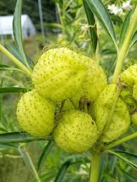 Check spelling or type a new query. Balloon Plant Aka Hairy Balls Milkweed Seeds Certified Organic Garden Hoard Certified Organic Heirloom Seeds Grown In Michigan By Renegade Acres