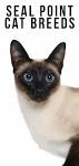 10 Fun Facts You Didn’t Know About Seal Point Cats