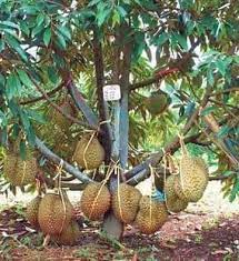Cctv pantau 1,500 pokok duri hitam. Durian Duri Hitam Black Thorn Ochee Jom Dapatkan Pokok Durian Duri Hitam Hybrid Berbuah Seawal 3 Tahun Harga Buah Ratusan Ringgit Kg Di Pasaran Penjagaan Mudah Sesuai Ditanam Di Kwasan Tanah