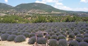 Isparta aslında yazılı kanyon, kovada gölü, sagalassos antik kenti ve davraz kayak merkezi gibi pek çok önemli noktaya sahip ve turizm potansiyeli olan bir yer. Isparta Keciborlu Kuyucak Lavanta Kokulu Koy Gezisi Geziyoruz Org