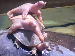 That said there are leucistic reptiles who have a similar colouration so total lack of colour and red coloured eyes. Se England Albino Softshell Turtles For Sale Reptile Forums