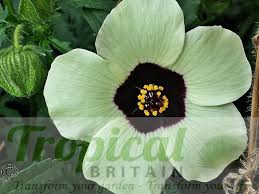 Image result for Hibiscus tridactylites