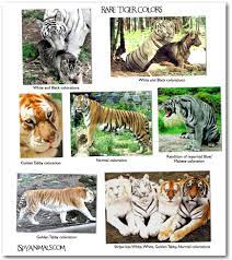 Types Of Tigers 8 Jpg Animal Pictures Cat Species Types Of Tigers Golden Tabby