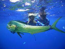 The sea is reef coral with medium current. Big Island Spear Fishing Review Of Blue Water Hunter Spearfishing Charters Kailua Kona Hi Tripadvisor