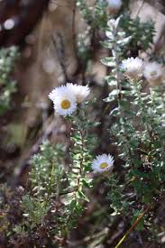 Image result for Geranium mlanjense