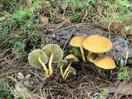 They definitely look like hypholomas. Hypholoma Fasciculare Wikipedia