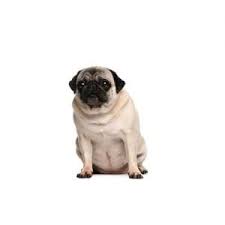 Maybe you would like to learn more about one of these? Pug Puppies Pittsburgh Pa Visit Petland Robinson Today