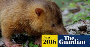 Image result for Selago dinteri