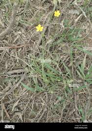 Image result for Ranunculus multifidus