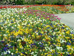 See all things to do. Luisenpark In Mannheim Susannes Dekoparadies
