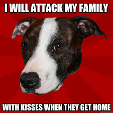 I Will Attack My Family With Kisses When They Get Home Pitbull Meme Pitbulls Cool Pets