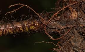 Image result for Amblovenatum opulentum