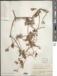 Image result for Virectaria major