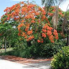 Known as the `flamboyant' in most tropical countries, it typically blooms in south florida in june and july, but some years by the middle portia trees grow well along the oceanfront and are good for dune stabilization. Red Flowering Trees Florida The Shrub Queen