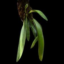 Image result for Bulbophyllum prorepens