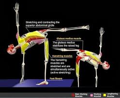 Ardha Chandrasana Half Moon Pose Anatomy Yoga Muscles Yoga Anatomy Yoga
