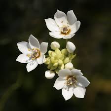 Image result for Ornithogalum flexuosum