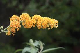 Check spelling or type a new query. Grow Butterfly Bush Here S Why And How The Garden Glove