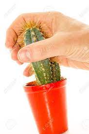 Grandes, piquants visibles, et de minuscules épines fines appelées glochidies. Main Tenir Une Plante Cactus Avec Des Epines Banque D Images Et Photos Libres De Droits Image 25646304