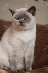 British Shorthair Kitten Blue Point slow motion