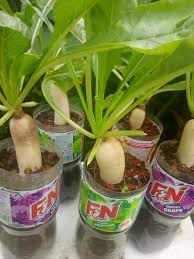 Tak heran saat ini tak sedikit masyarakat kota yang banting setir jadi petani sayur kembali lagi ke masa atau umur panen, mengetahui umur panen sayuran bisa bermanfaat untuk perencanaan tanam. Pokok Pokok Sayur Yang Sesuai Ditanam Di Balkoni Vanilla Freak
