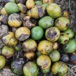 Image result for Irvingiaceae