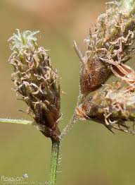 Image result for Fuirena pubescens