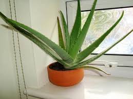 The flower of the aloe vera plant typically blooms once in the summer, but only on mature plants in sunny locations. Aloe Barbadensis Aloe Vera Guide Our House Plants
