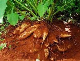 Sâm đất vùng cao, rẻ như khoai đang "gây sốt" ở Hà Nội - Vĩnh Long Online