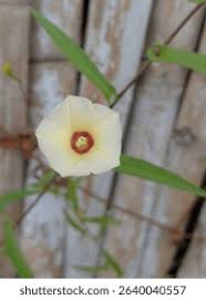 Image result for Xenostegia tridentata