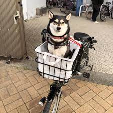 柴犬も余裕で乗れる ペット乗せ電動アシスト自転車をゲット 黒柴 大和の外面重視な生活 電動アシスト自転車 自転車 犬 自転車