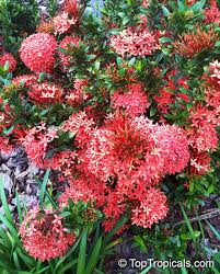 Maybe you would like to learn more about one of these? Ixora Sp Jungle Flame Needle Flower Toptropicals Com