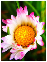 Macro Lens Camera App Macro Lens Iphone Photography Camera Apps