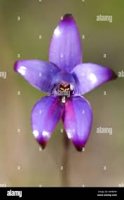 Image result for Mostuea brunonis