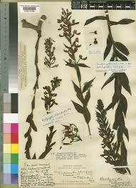 Image result for Brachycorythis ovata