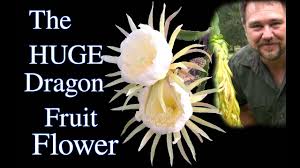 Many resource packs require optifine to. Dragon Fruit Pitaya How To Guide For Growing Self Sufficient Me