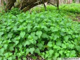 Découvrez nos extraits de plantes secs ou fluides standardisés issus de l'agriculture conventionnelle ou biologique. Eps Extrait Fluide De Plantes Fraiches Standardisees Glycerinees Sans Alcool