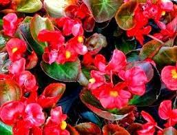 Begonia Semperflorens Wax Begonia Edible A Slightly Bitter Sharp Citrus Flowers Tuberous Begonia Flowers Contain Oxali Plants House Plants Allergy Friendly